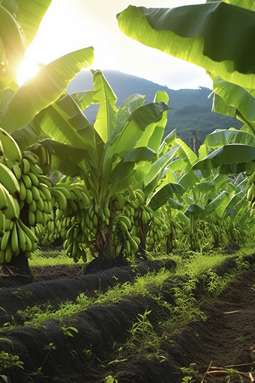 Mango Plants in Grow Up Genetics